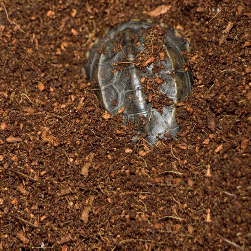 WAJABABY Brique Coco Coir prêt - Sphagnum Moss Dry avis et prix