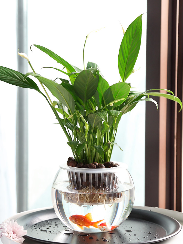 Vase en verre hydroponique, va - Propagation Station Vase avis et prix